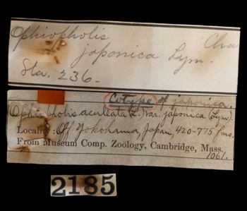 Media type: image;   Invertebrate Zoology OPH-1061 Description: Handwritten labels for this specimen included in the specimen tray.;  Aspect: labels